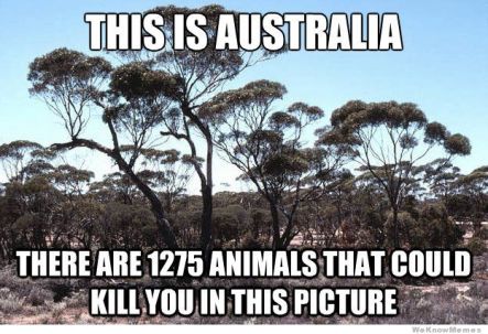 This is about the only accurate thing that tourists believe about Australia